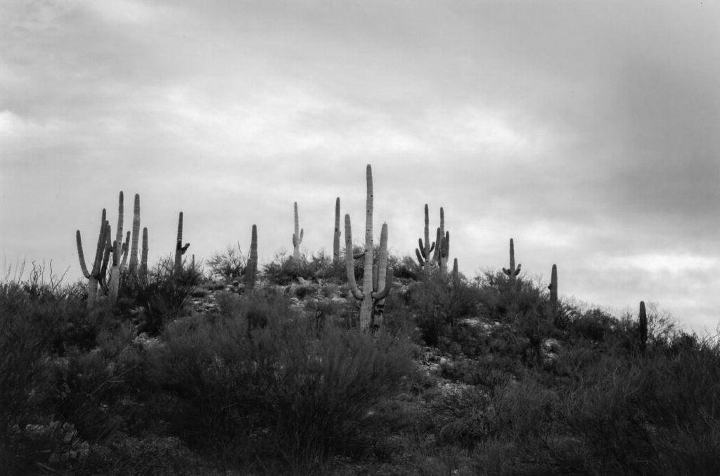 Cacti and cloudy sky in black and white